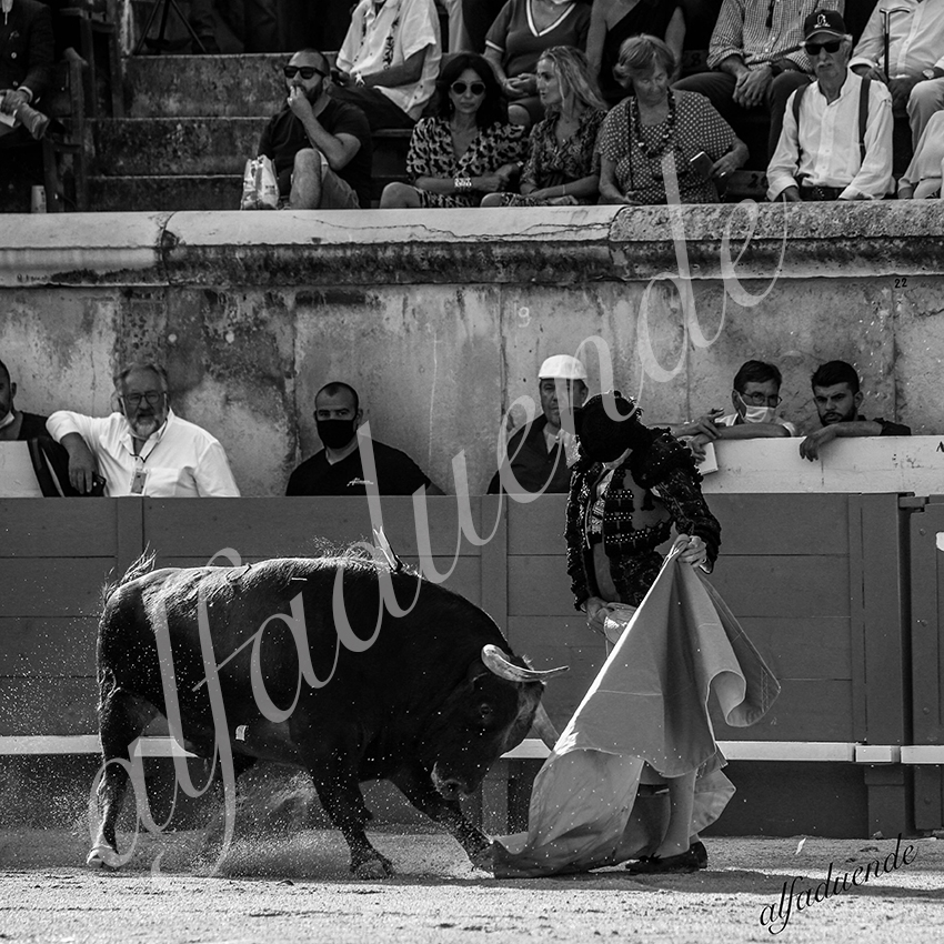 20210612 nimes alfaduende 0016 bw hd