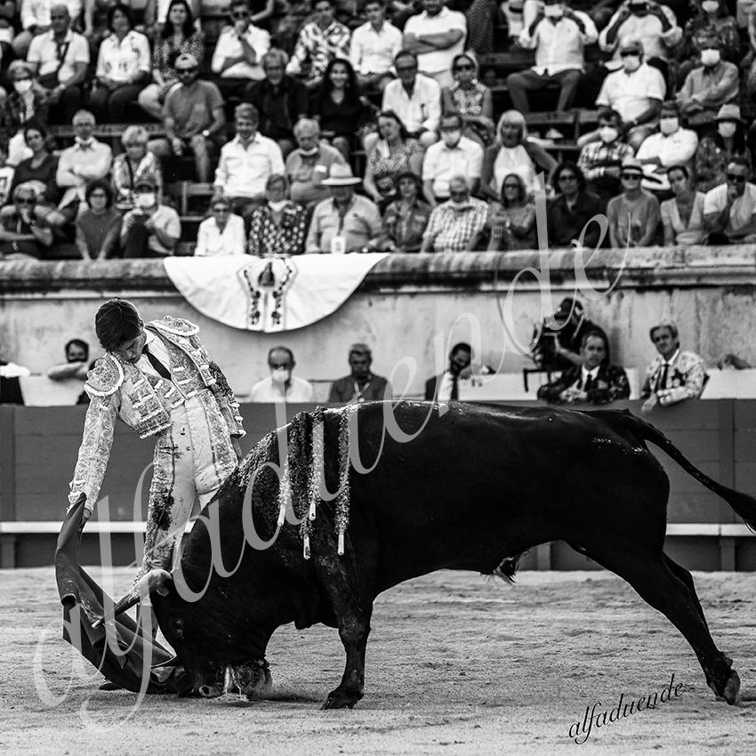 20210612 nimes alfaduende 0020 bw hd