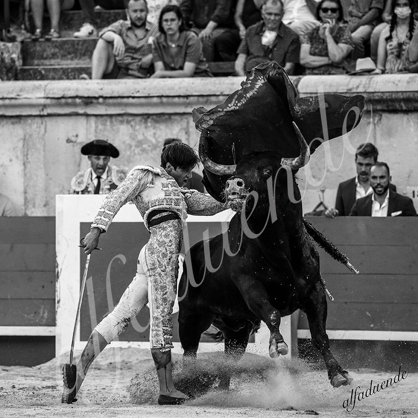 20210612 nimes alfaduende 0023 bw hd