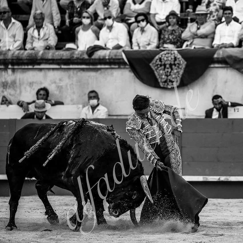 20210613 nimes alfaduende 0001 bw fd watermark