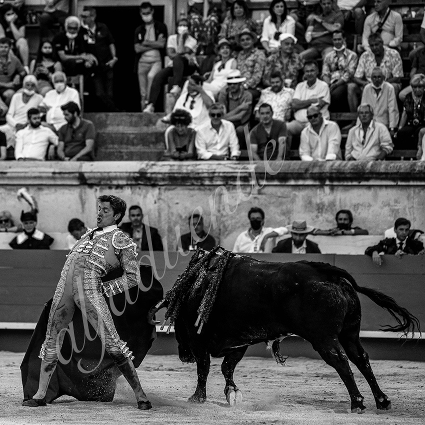 20210613 nimes alfaduende 0002 bw fd watermark