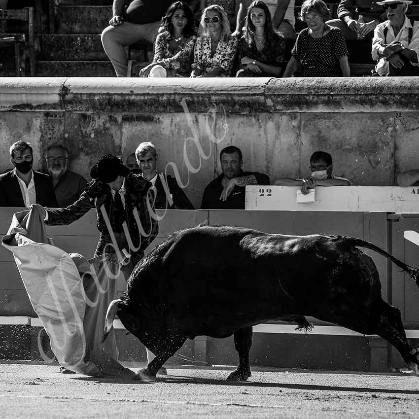 20210613 nimes alfaduende 0007 bw fd watermark