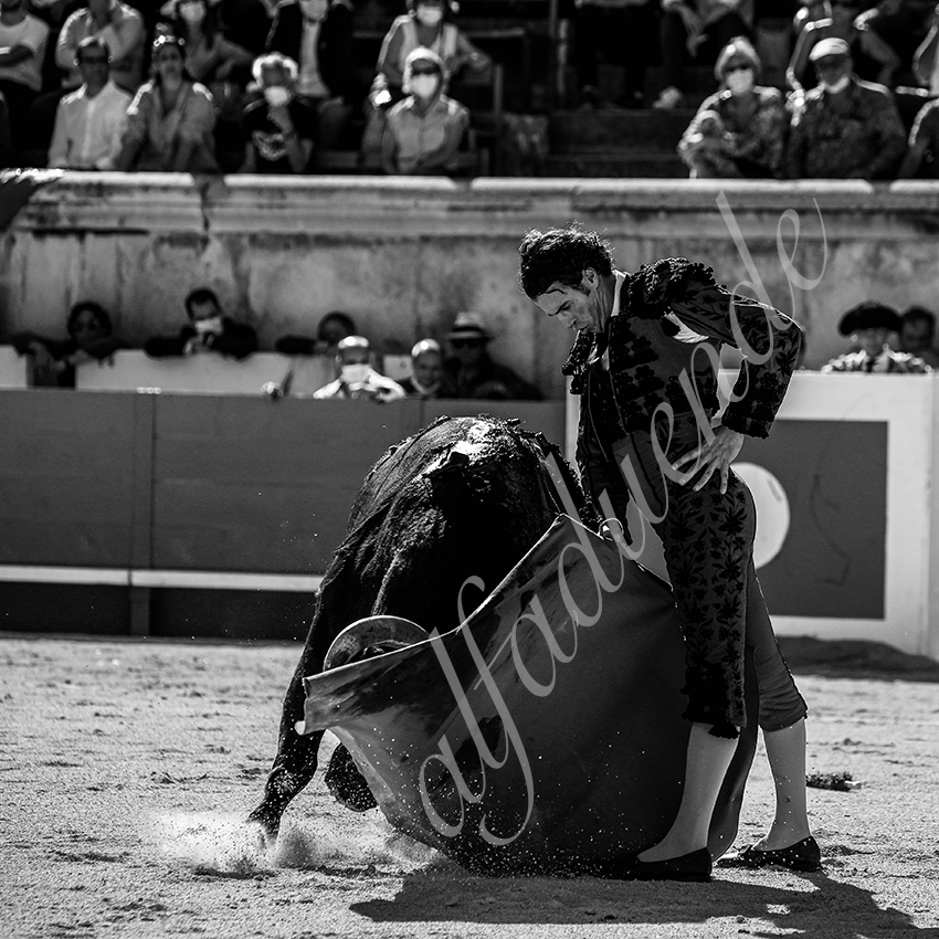 20210613 nimes alfaduende 0009 bw fd watermark