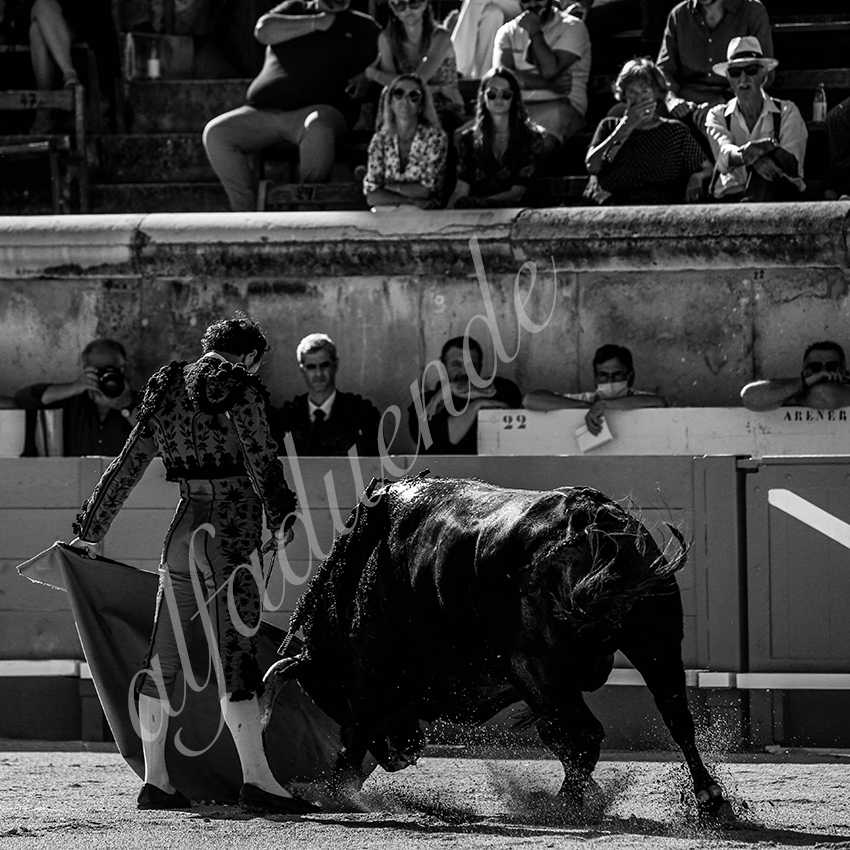 20210613 nimes alfaduende 0011 bw fd watermark