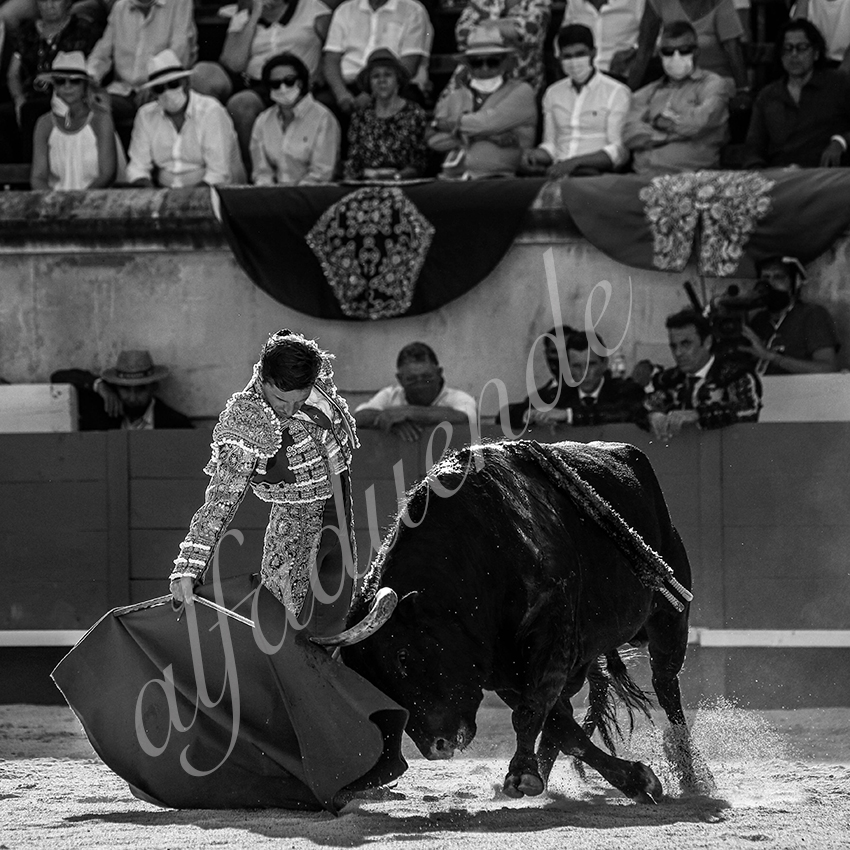 20210613 nimes alfaduende 0013 bw fd watermark