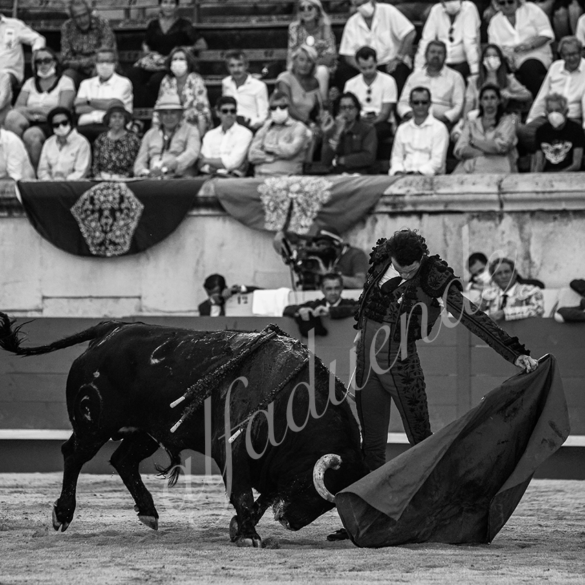 20210613 nimes alfaduende 0017 bw fd watermark