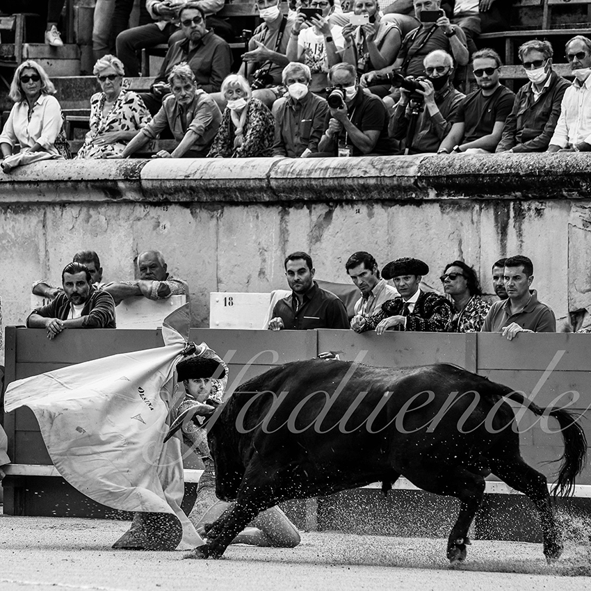 Nimes 20210916 alfaduende 002 fd