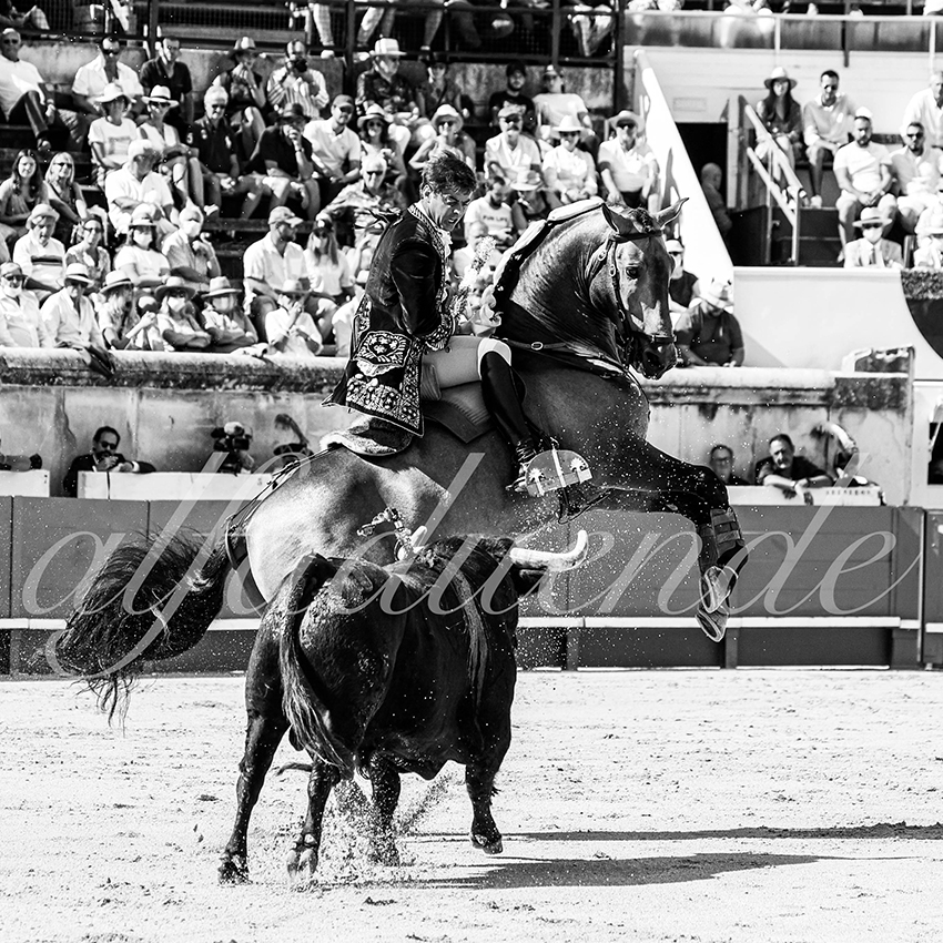 Nimes 20210917 alfaduende rejoneo 006 fd
