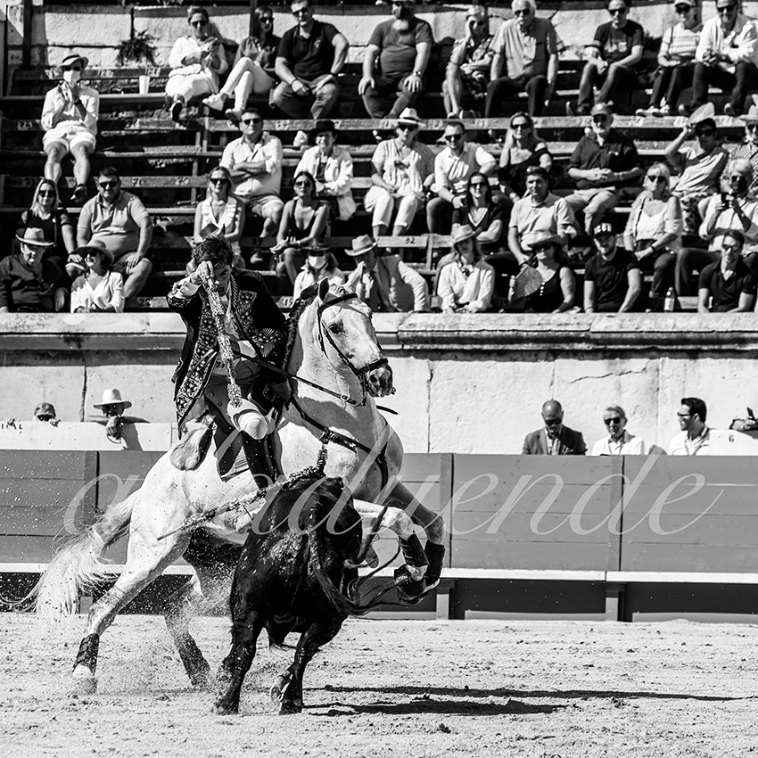 Nimes 20210917 alfaduende rejoneo 007 fd