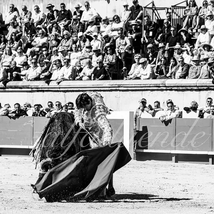 Nimes 20210919 matin alfaduende 007 fd