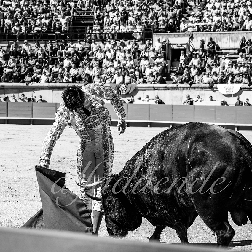 Nimes 20210919 matin alfaduende 008 fd