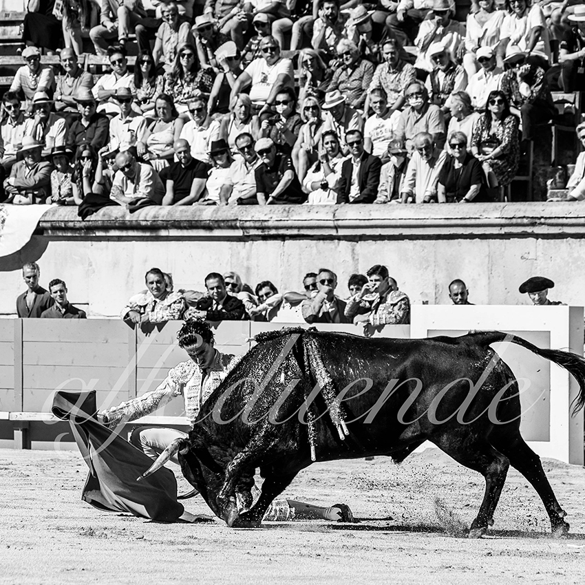 Nimes 20210919 matin alfaduende 011 fd