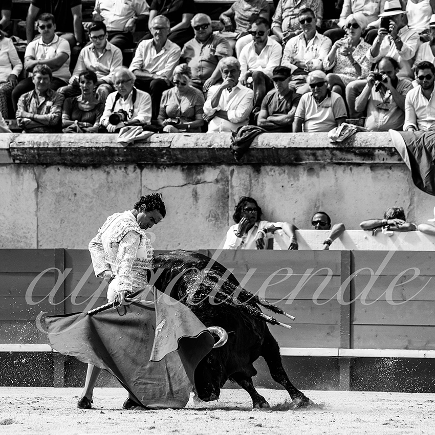 Nimes 20210919 matin alfaduende 014 fd