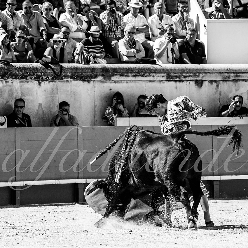 Nimes 20210919 matin alfaduende 018 fd