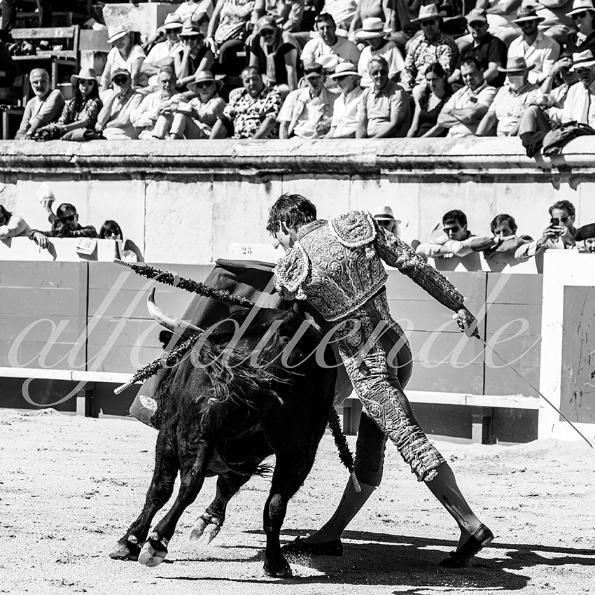 Nimes 20210919 matin alfaduende 019 fd