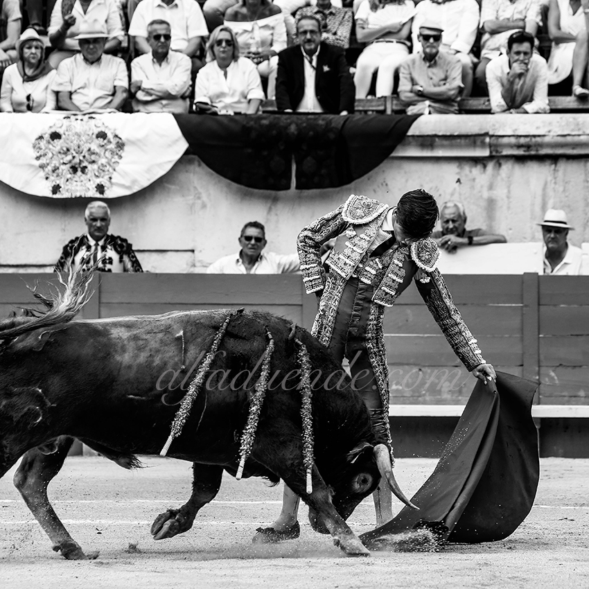 09142019007 alfaduende p58a5422 nimes copie