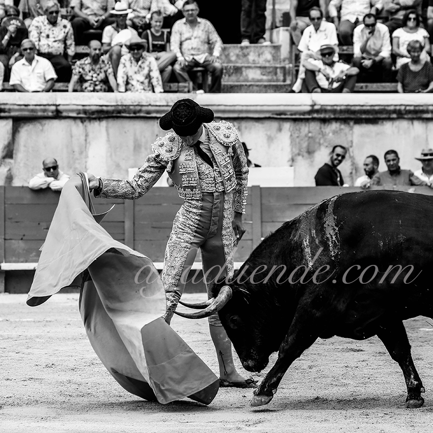 09142019012 alfaduende p58a5627 nimes copie