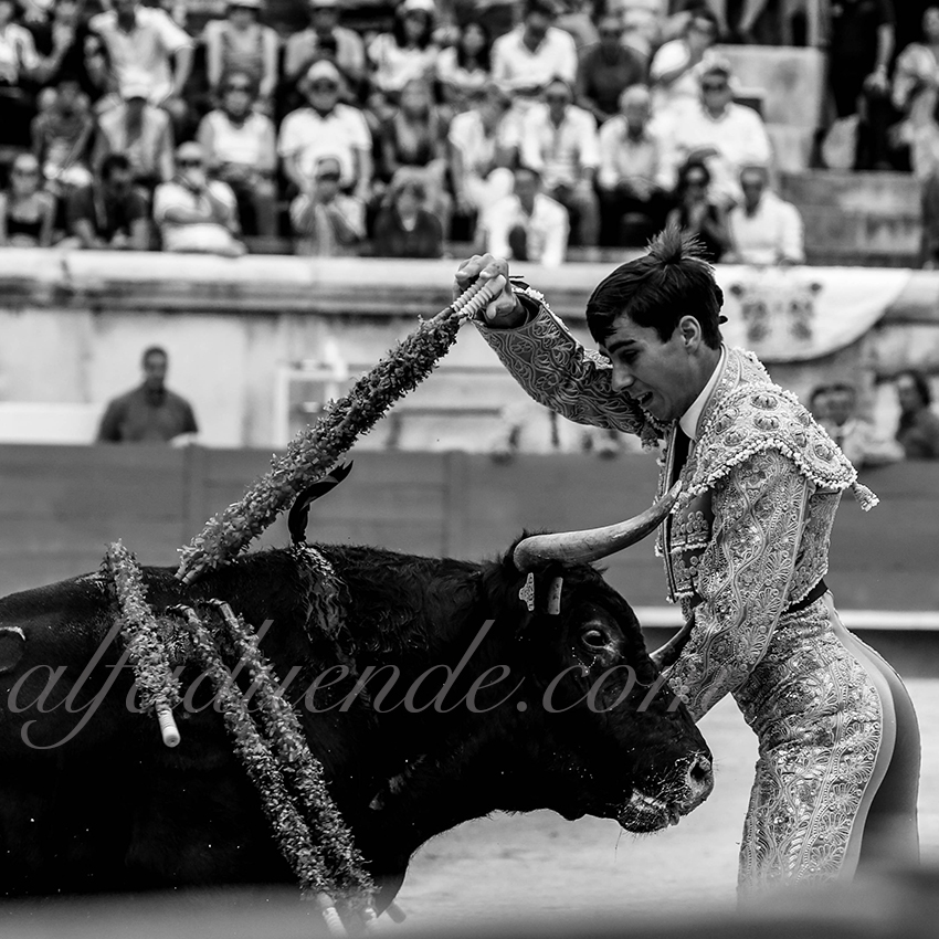 09142019013 alfaduende p58a4942 nimes copie