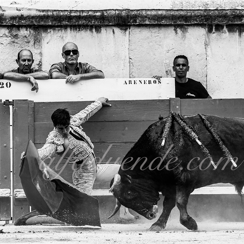 09142019014 alfaduende p58a5922 nimes copie