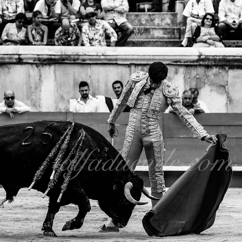 09142019016 alfaduende p58a5027 nimes copie