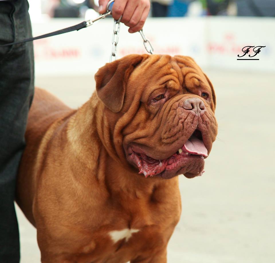 Junior