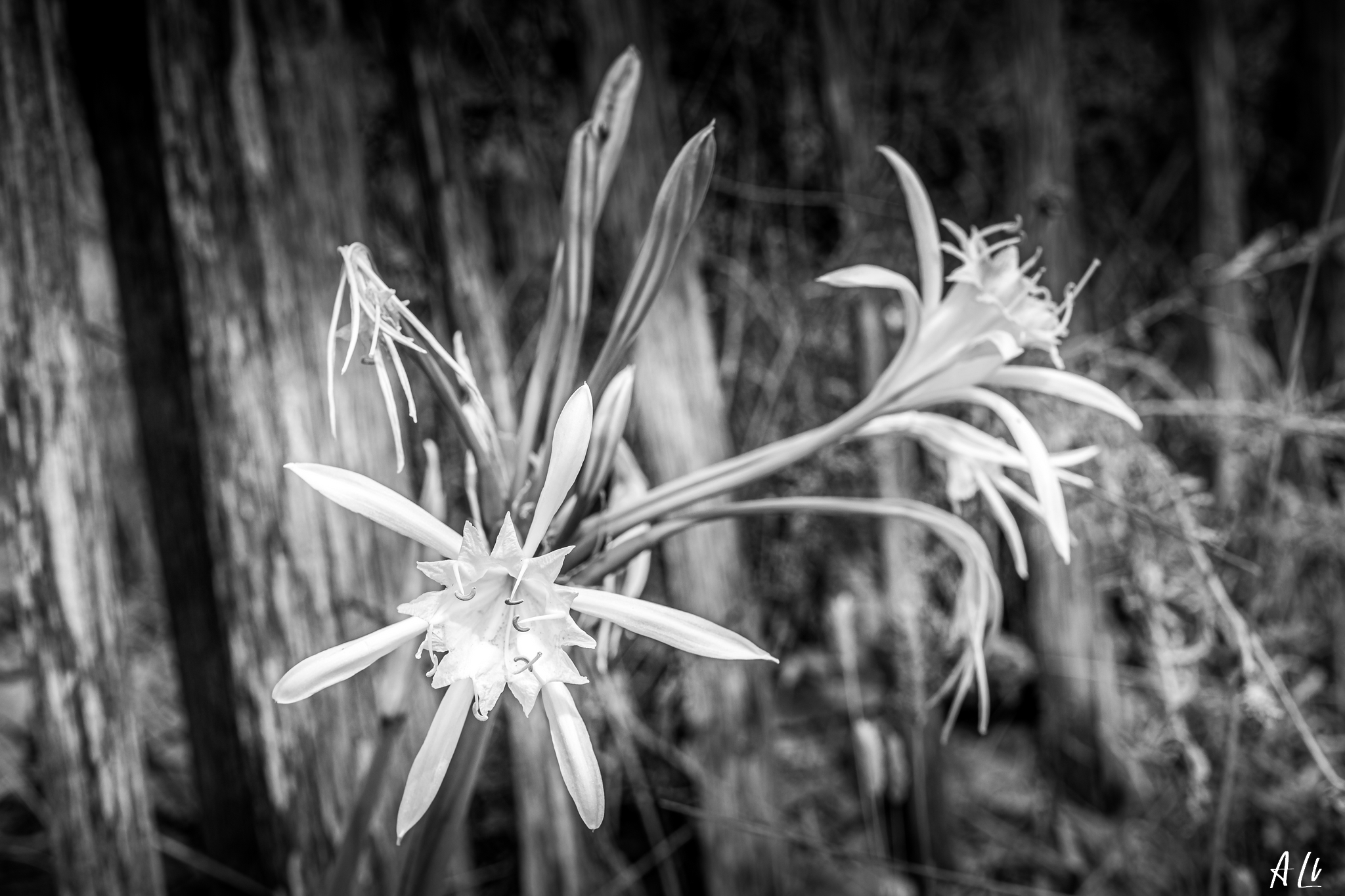 IMG 8740-2048