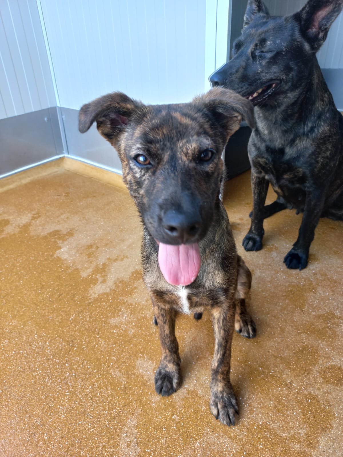 Whatsapp image 2025 06 13 at 16 16 53