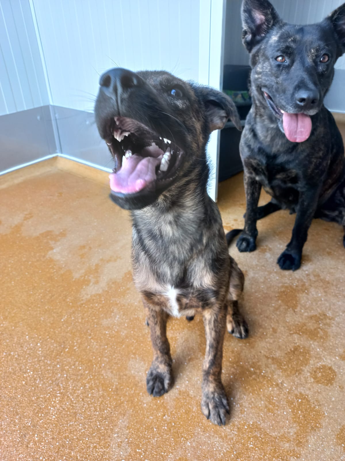 Whatsapp image 2025 06 13 at 16 16 52 copie