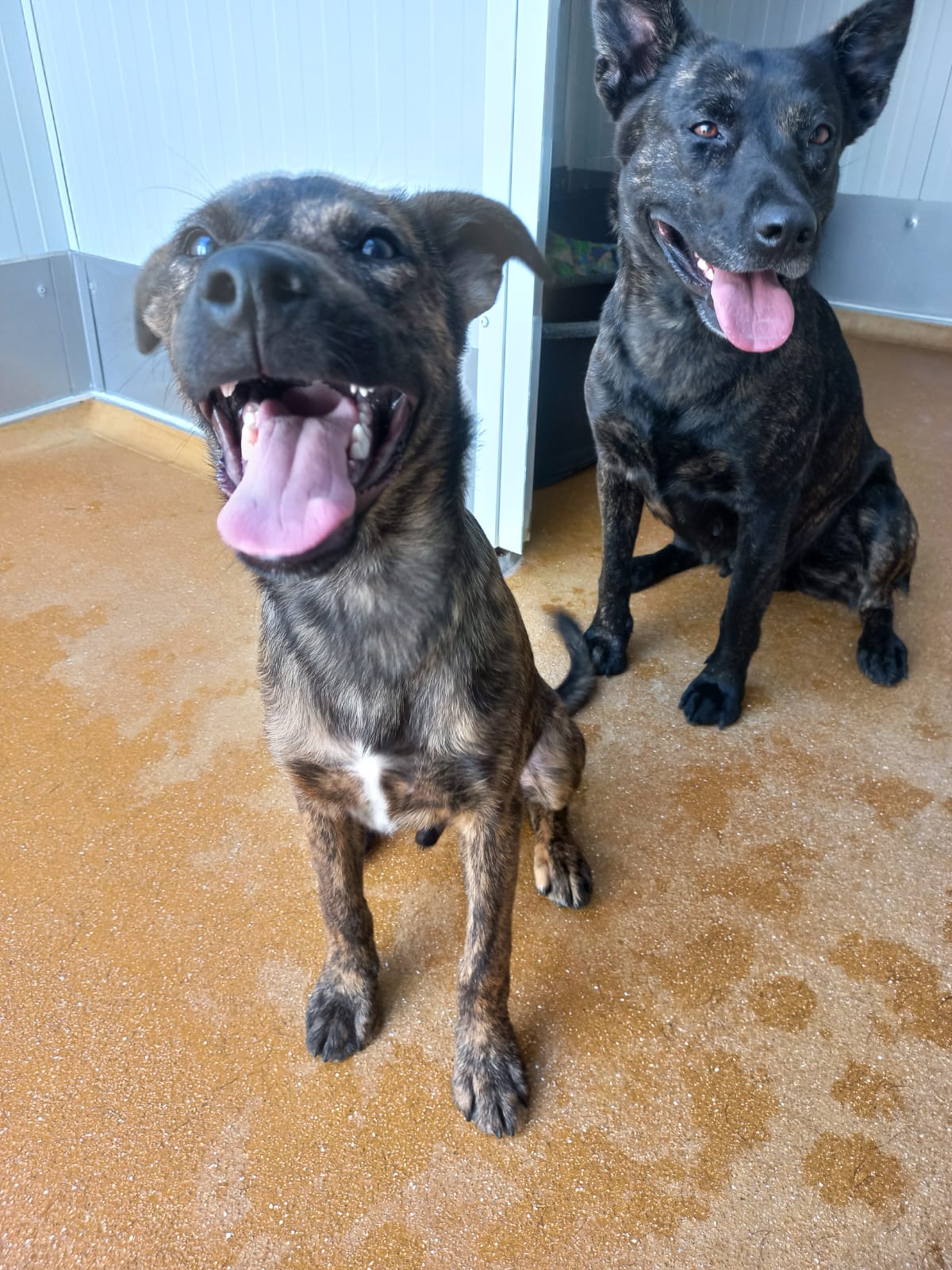 Whatsapp image 2025 06 13 at 16 16 49 copie