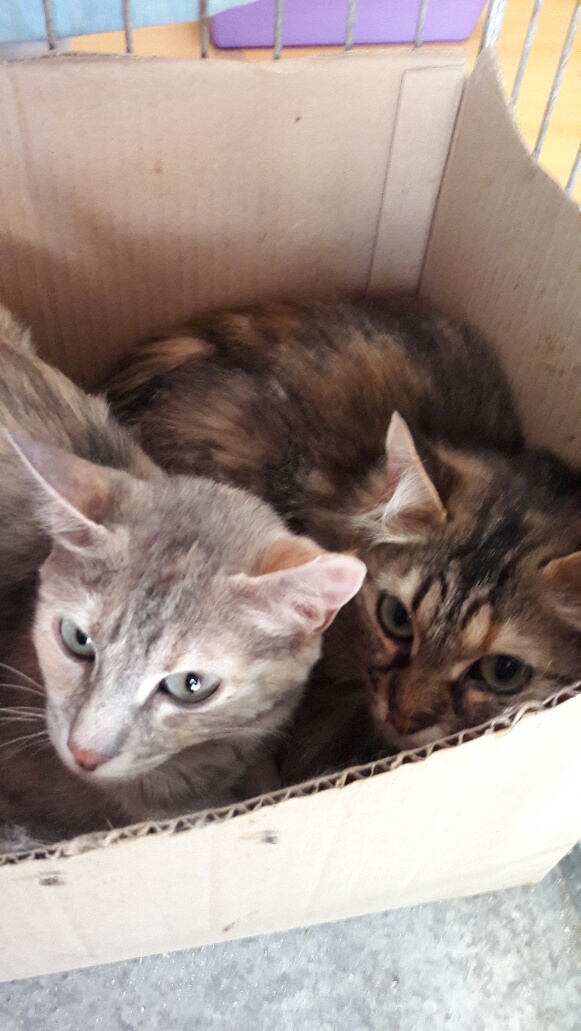D8fdg pixel et agathe