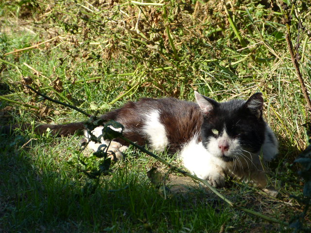 Ch3pk abcda octobre 2014 054