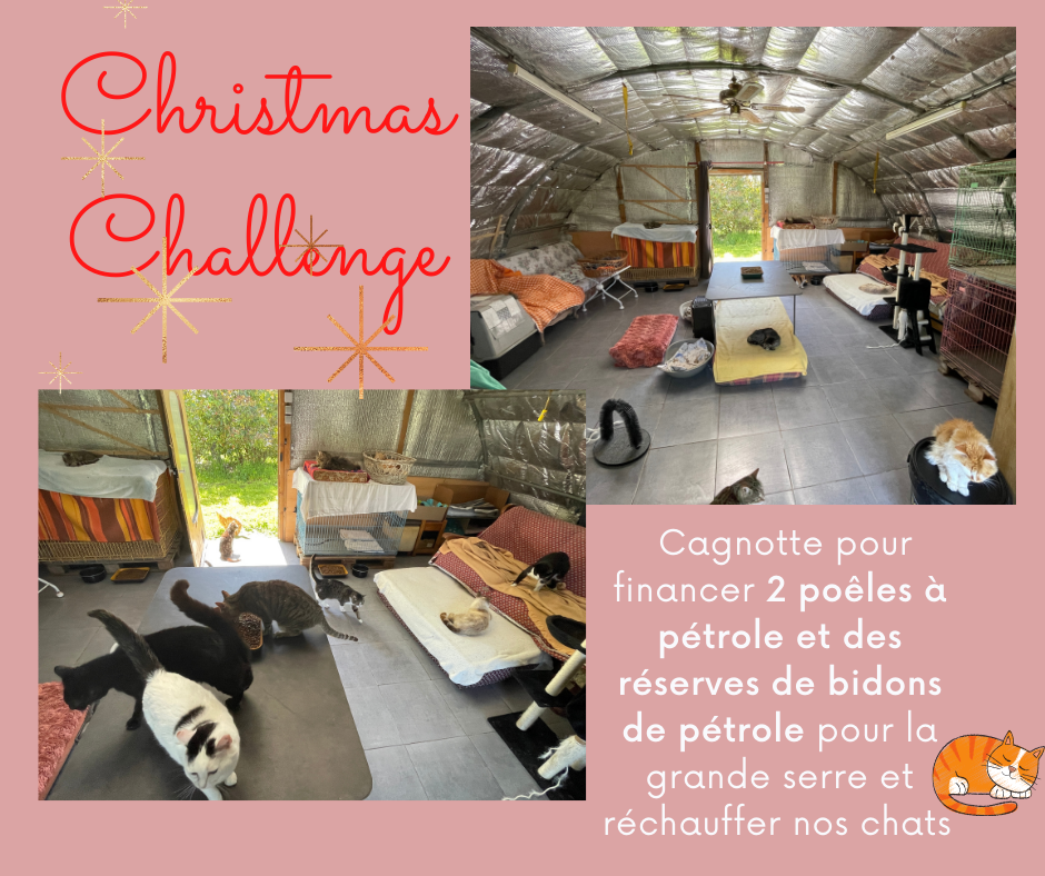 ✨ CHRISTMAS CHALLENGE - ℙ𝕠ê𝕝𝕖𝕤 à 𝕡é𝕥𝕣𝕠𝕝𝕖 🔥
