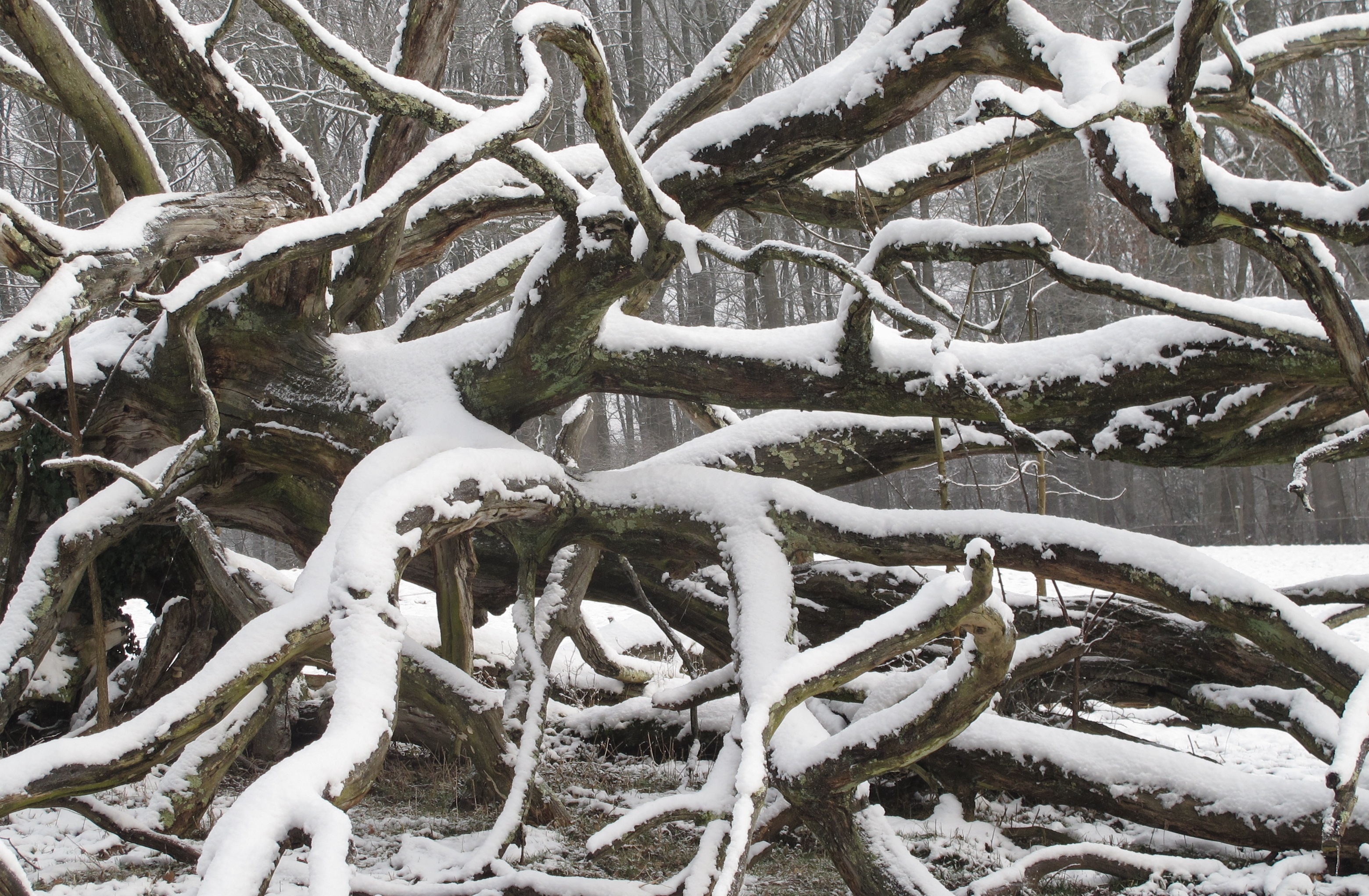 Chene neige