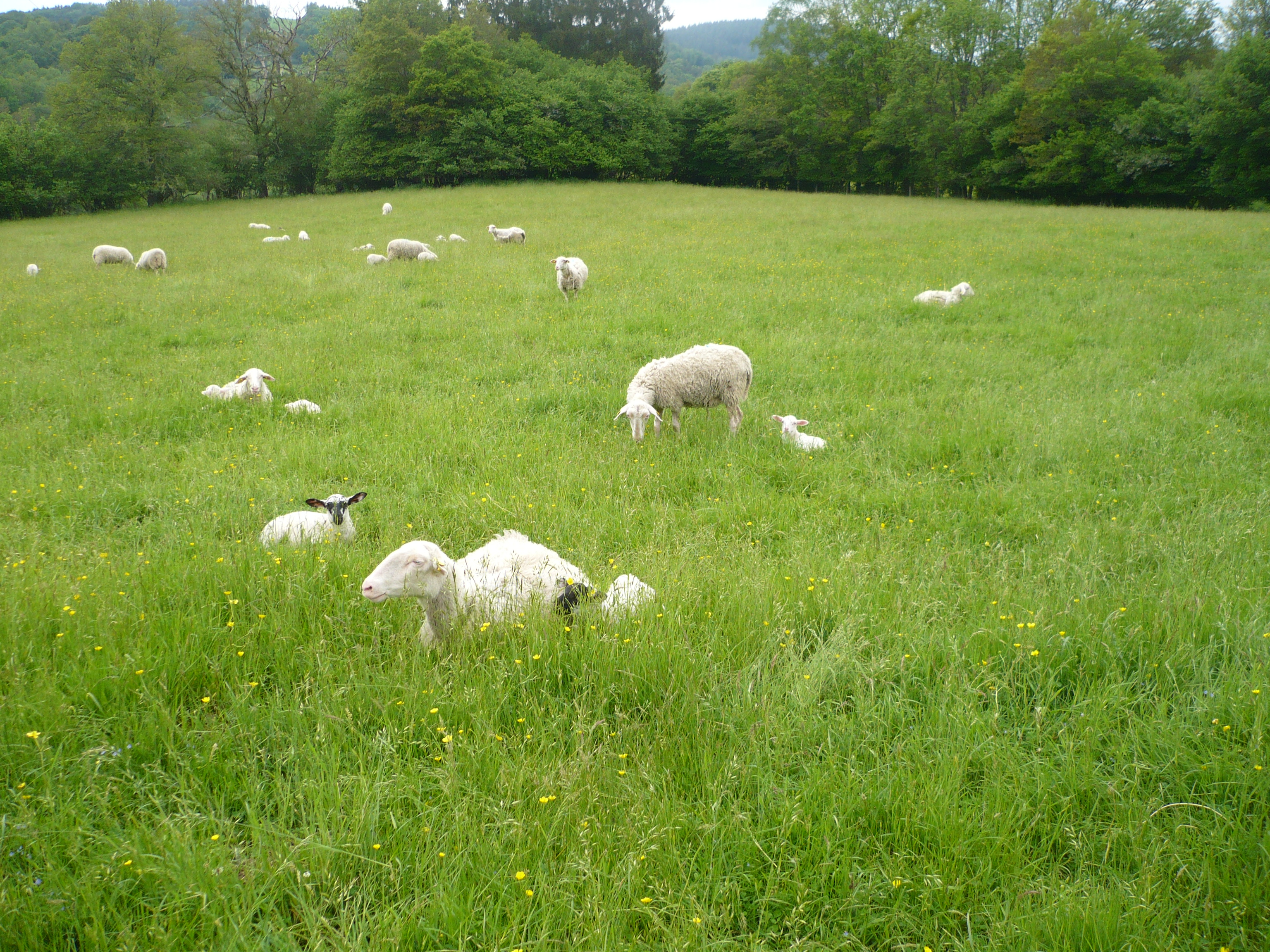 Moutons