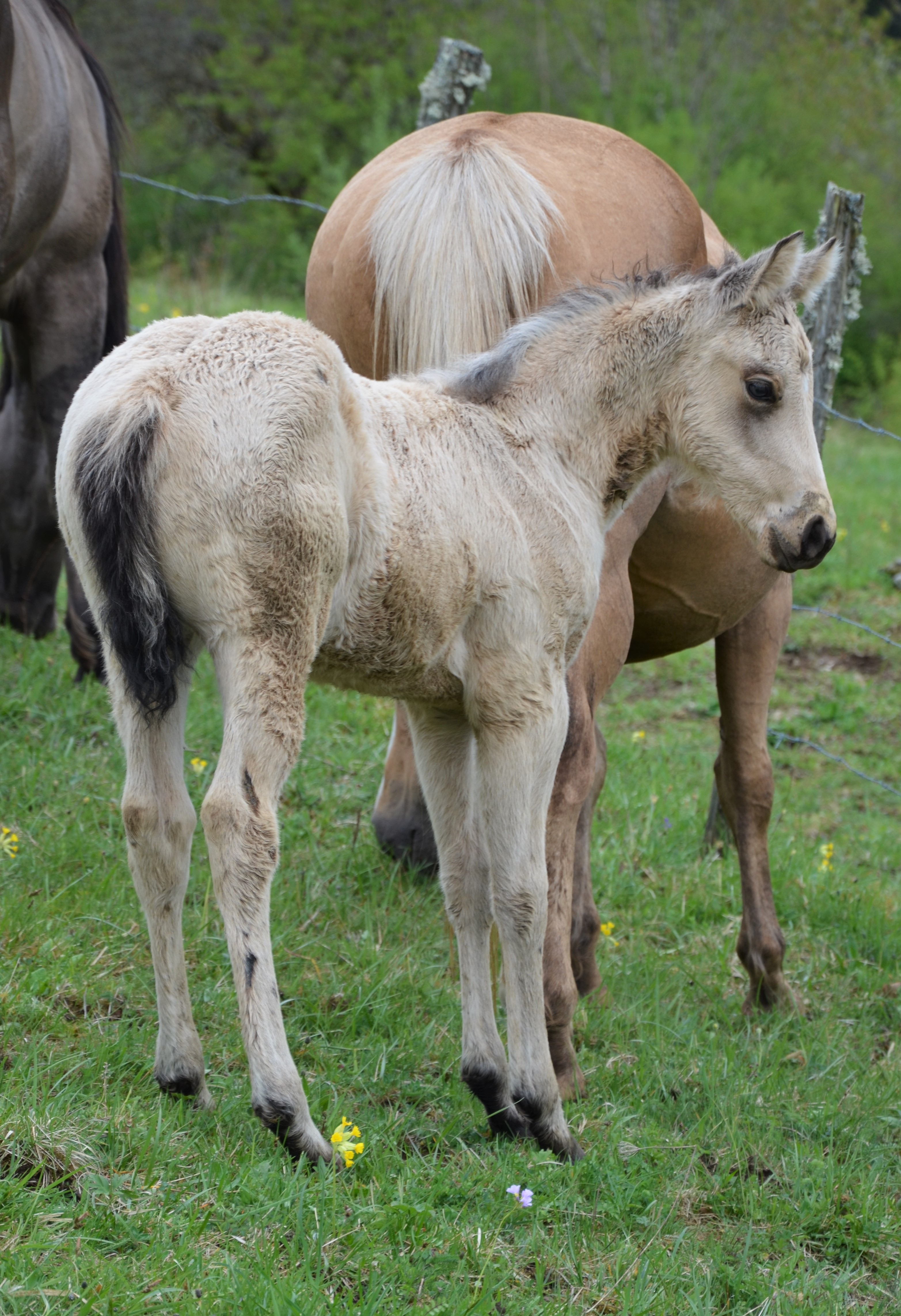 Moon Royal Doc / AQHA fondation cutting cowhorse / pouliche buckskin / Quarter-Horse / Franche-Comté / Baldrock Ranch