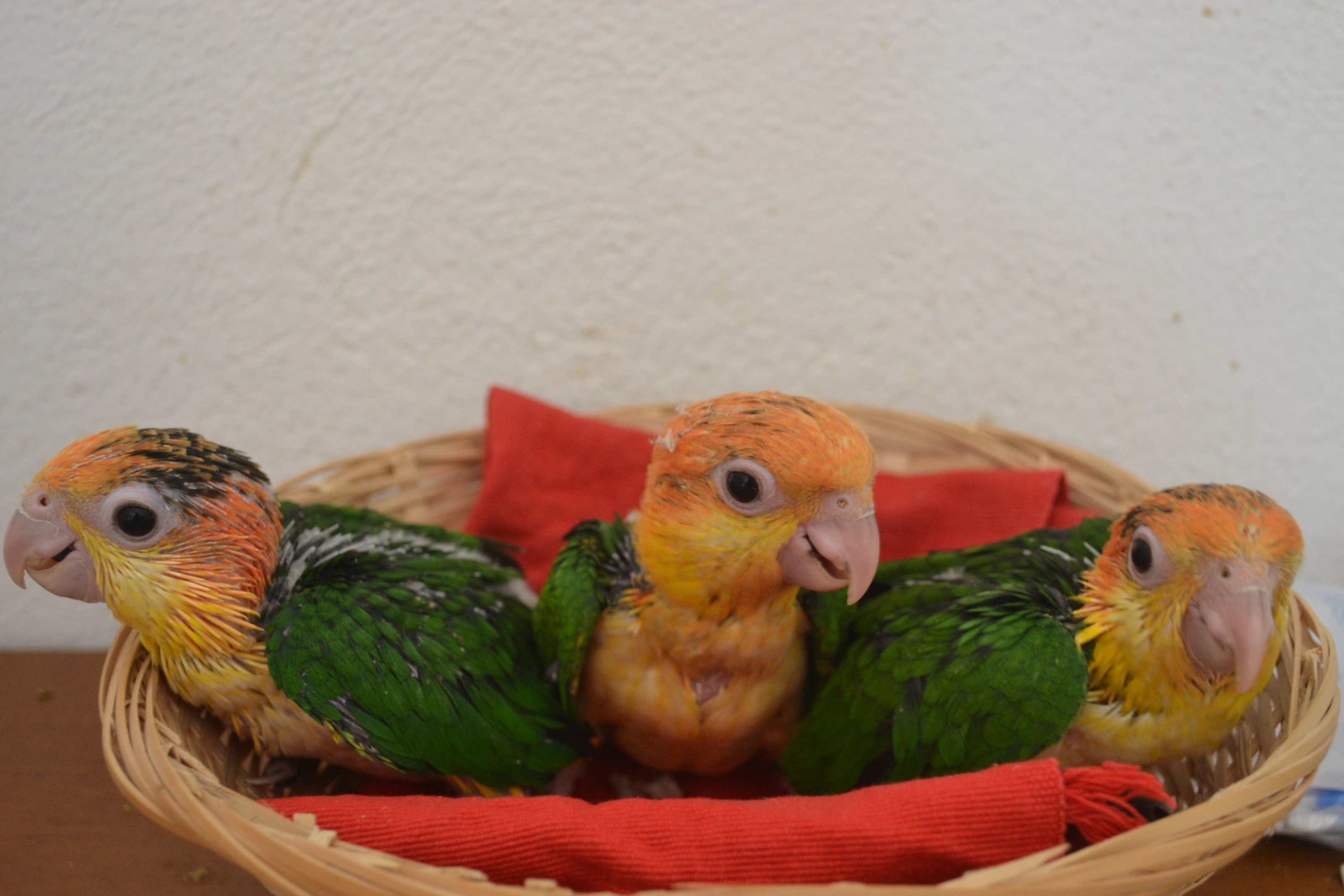 Caique2