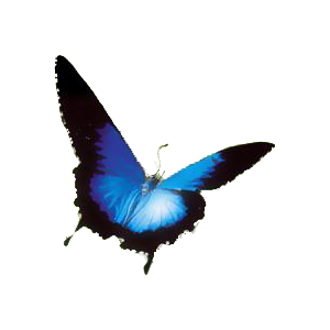 Papillon
