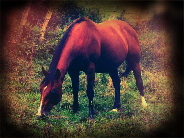 Scorpio Speedy Bar AQHA-quarter-horse-jument 
BALDROCK RANCH