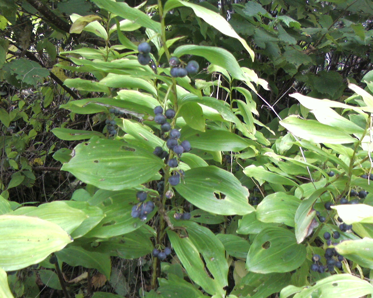 Photo0170