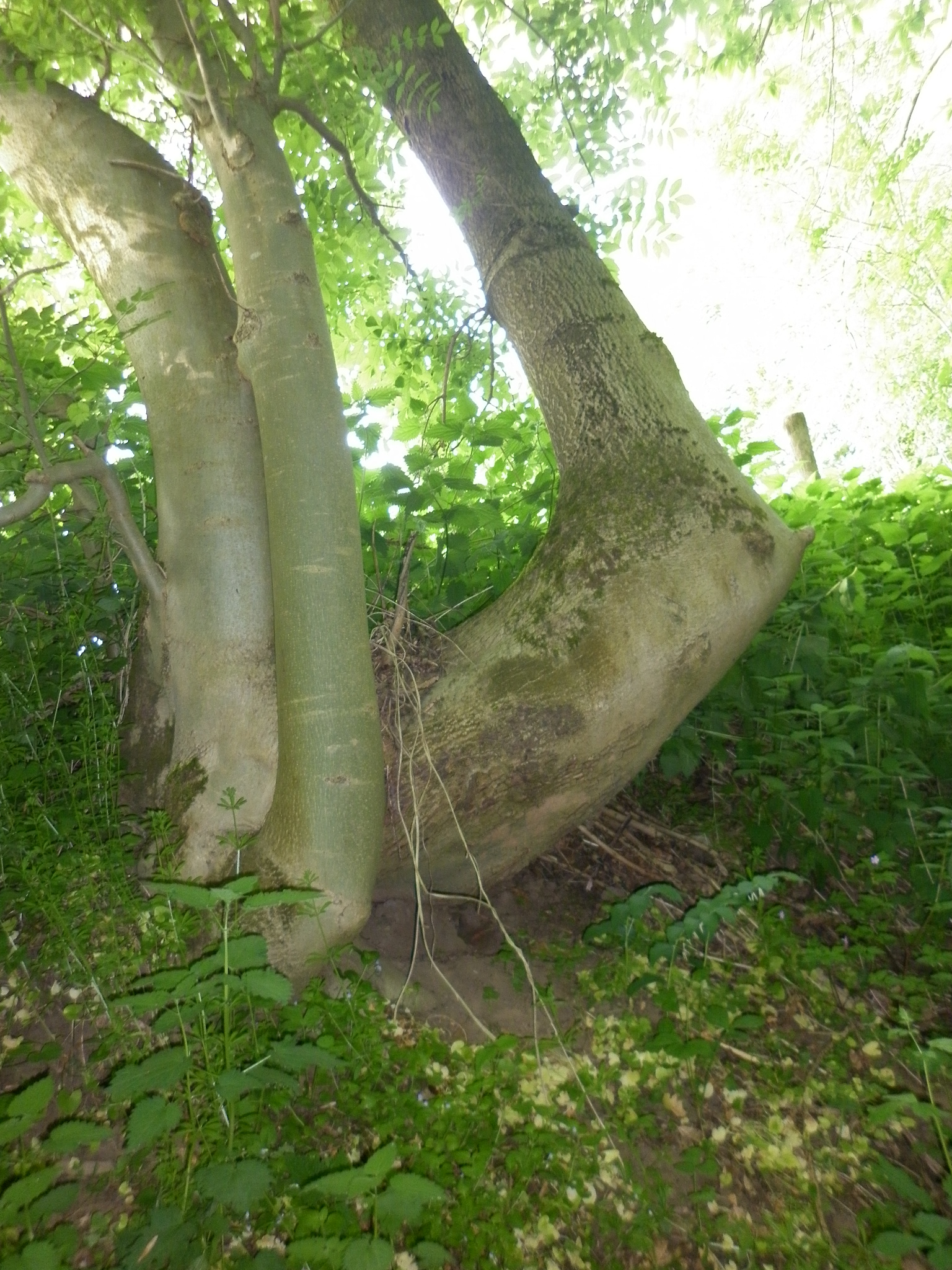 Maulde 2011 05 05 2 