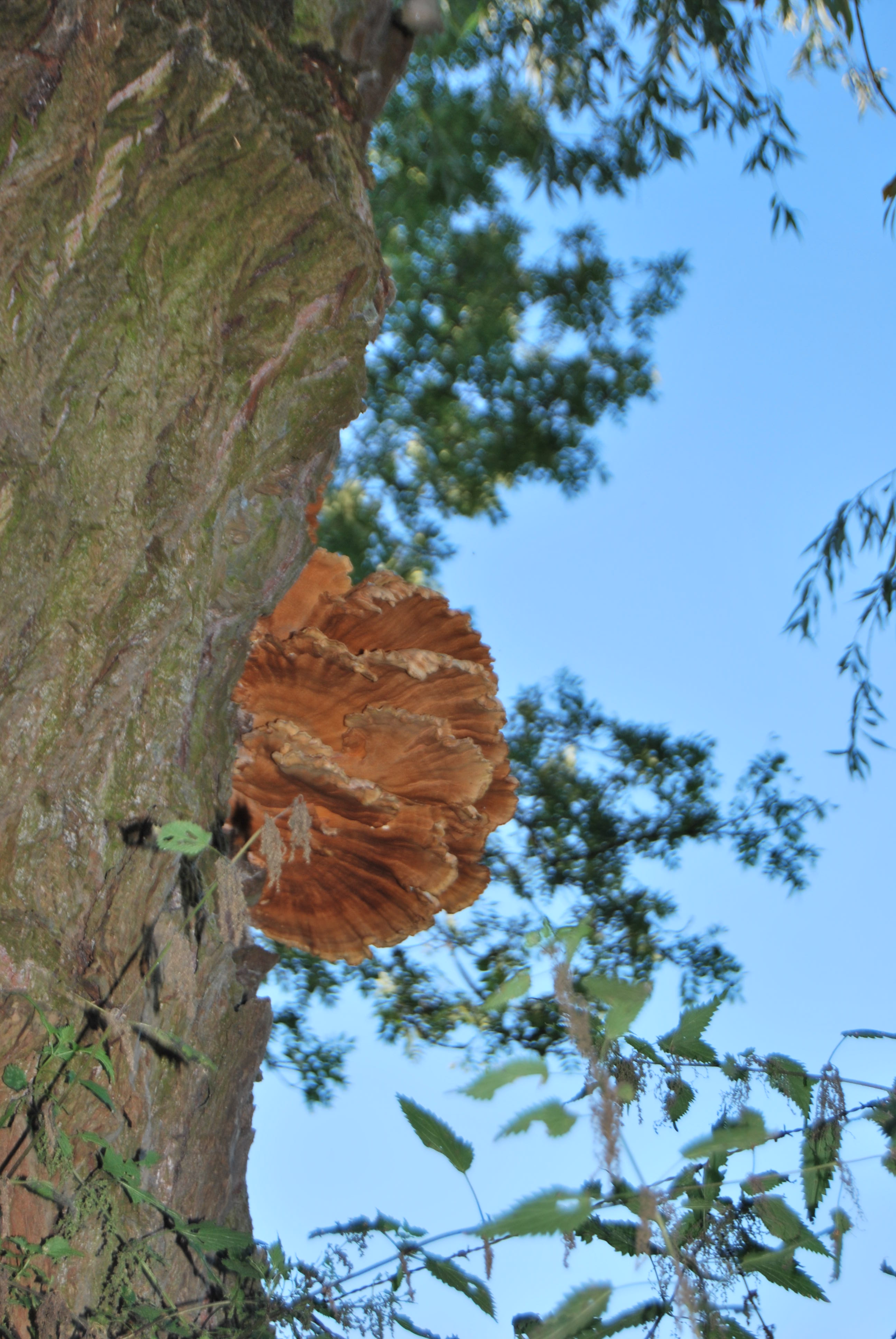 2011 10 22 Maulde 64 