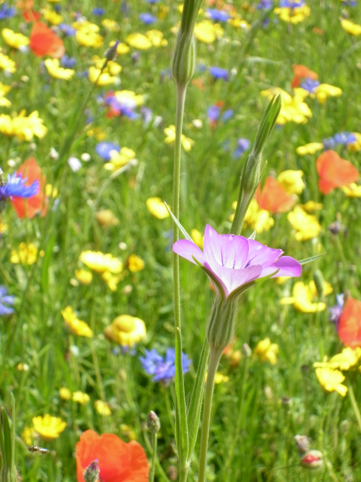 2011 06 29 Maulde Eglise 26 