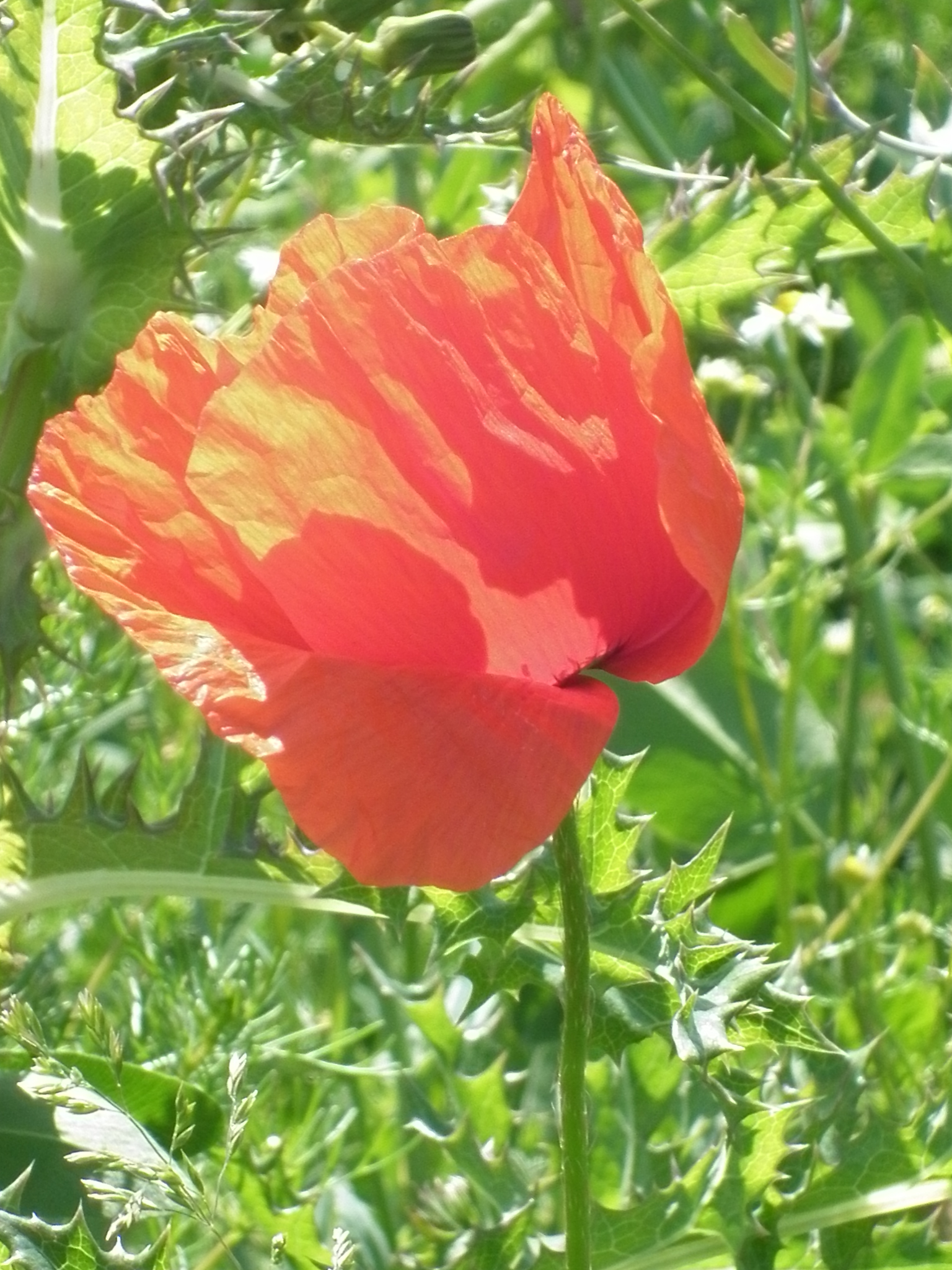 2011 05 23 maulde 64 