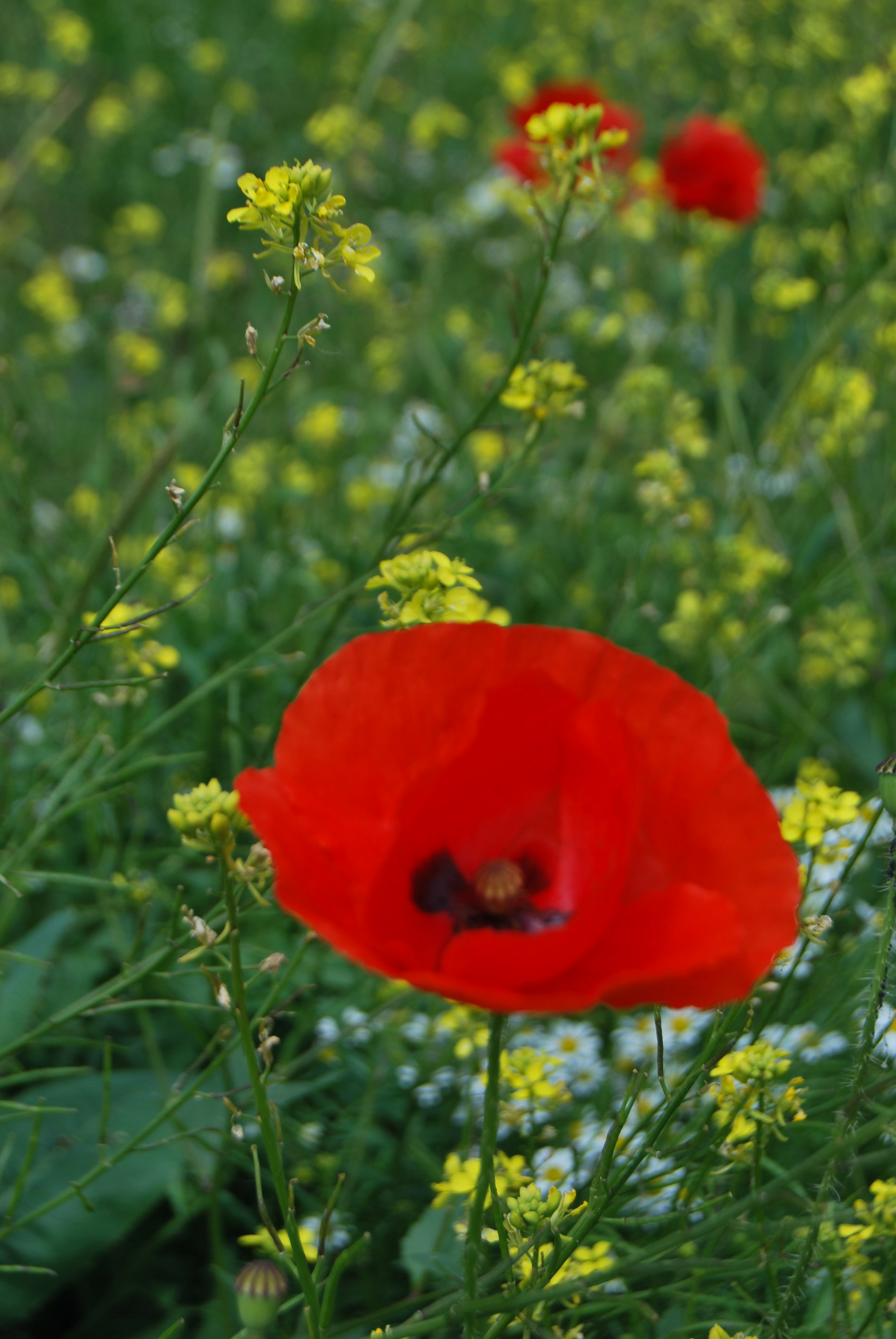 2011 05 28 Eglise St Thomas 13 