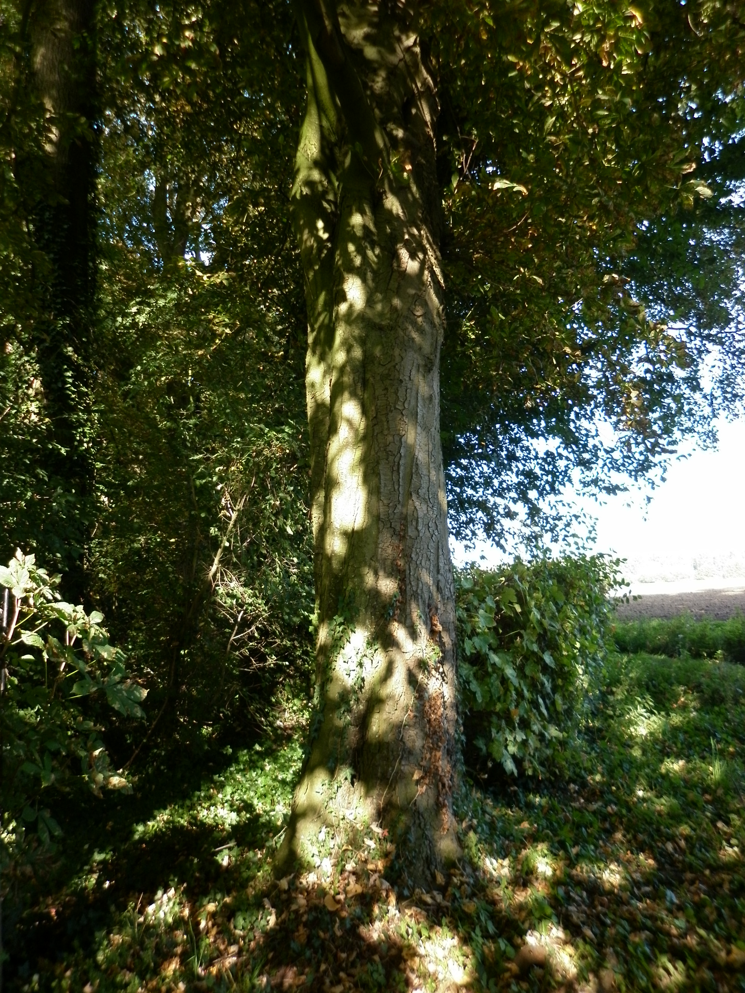 Maulde 2011 09 27 Chapelle 46 