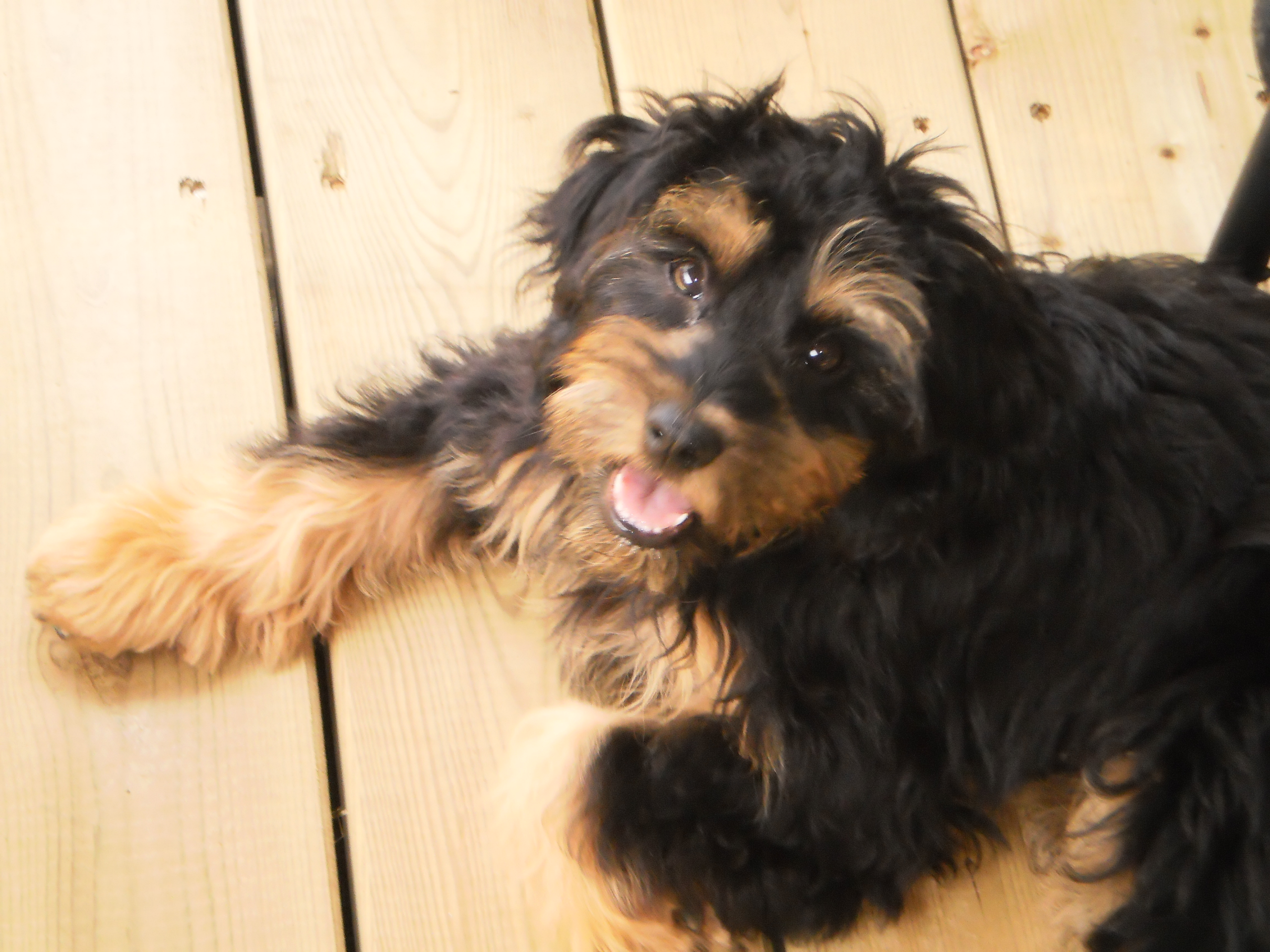 Charlot 4 mois 2012 008