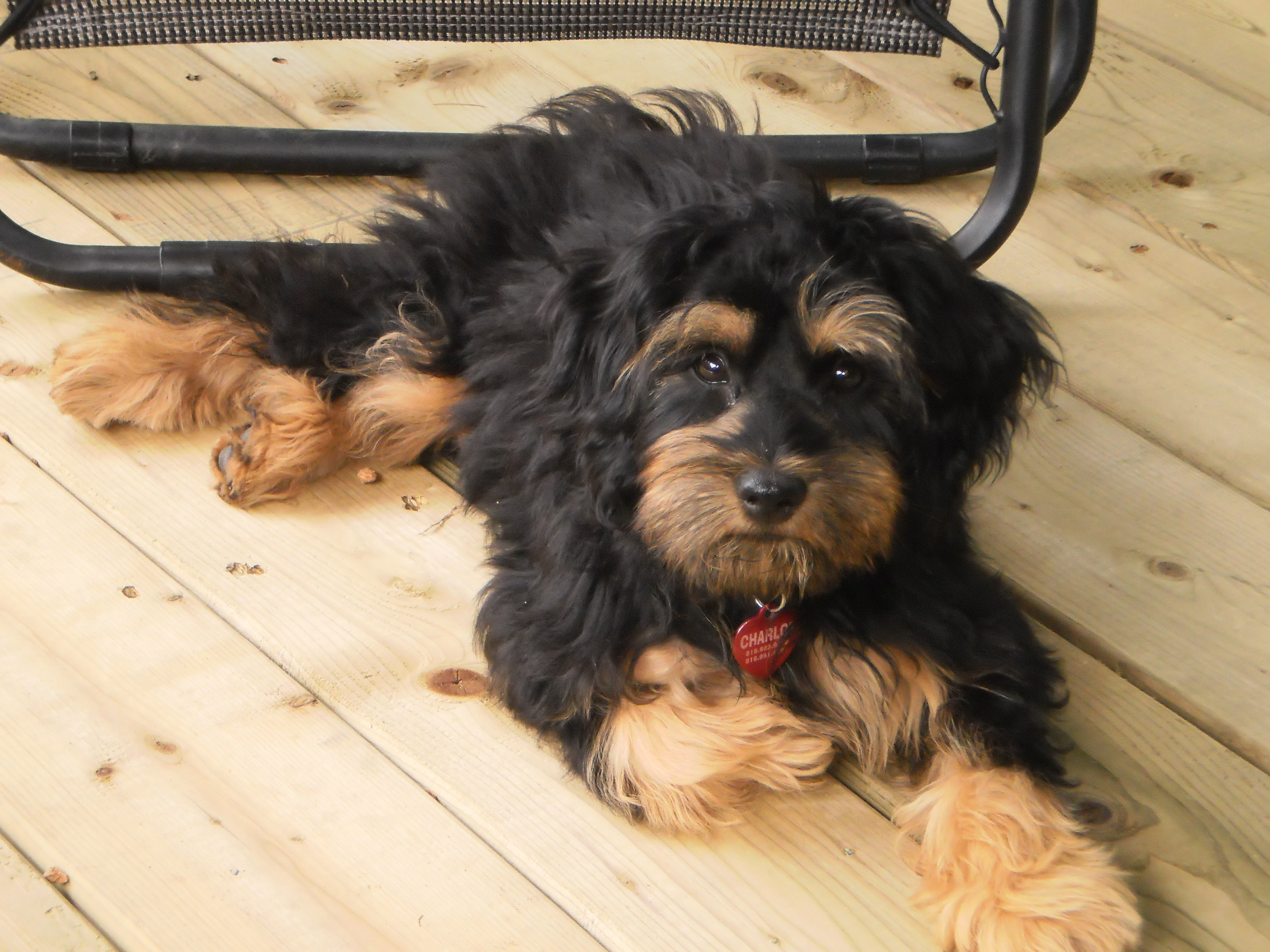 Charlot 4 mois 2012 009