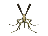 Insecte moustic002