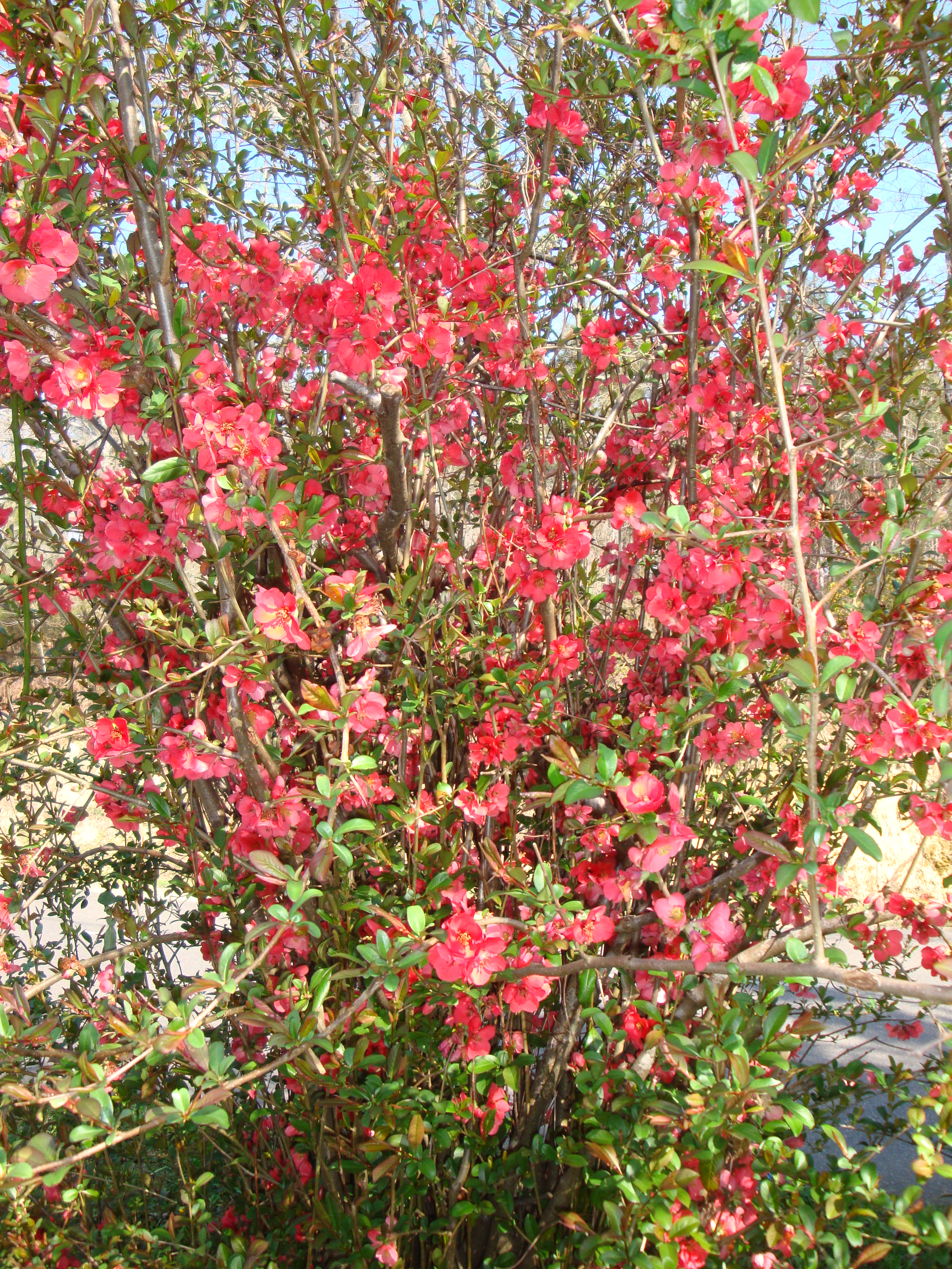 Pommier du Japon Mars Avril