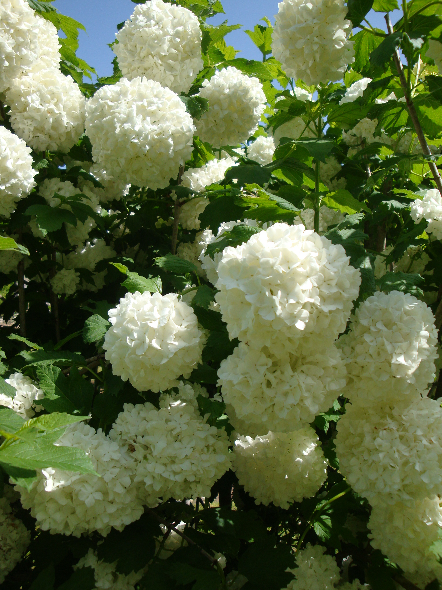 Viorne ou Boule de Neige